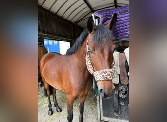Connemara, Caballo castrado, 8 años, 148 cm, Tordo