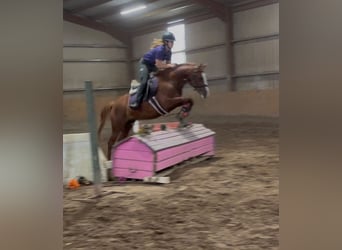 Connemara, Caballo castrado, 8 años, 148 cm, Tordo
