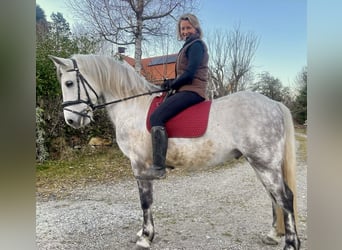 Connemara, Caballo castrado, 8 años, 150 cm, White/Blanco