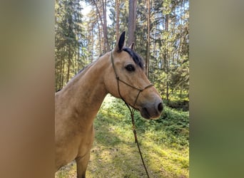 Connemara, Caballo castrado, 9 años, 145 cm, Bayo
