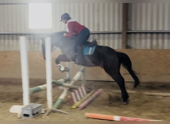 Connemara, Caballo castrado, 9 años, 148 cm, Castaño