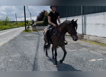 Connemara, Caballo castrado, 9 años, 148 cm, Castaño