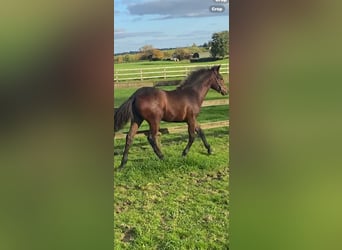 Connemara, Caballo castrado, Potro (05/2025), 148 cm, Castaño rojizo