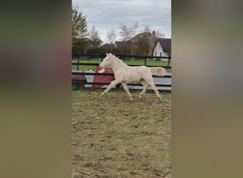 Connemara, Caballo castrado, Potro (04/2025), 148 cm, Cremello