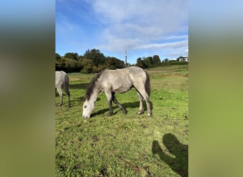 Connemara, Caballo castrado, Potro (04/2024), 148 cm, Tordo