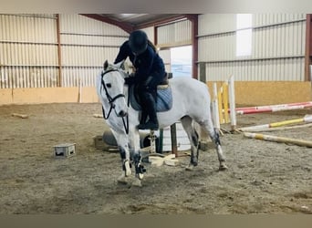 Connemara, Castrone, 10 Anni, 145 cm
