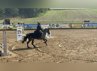 Connemara, Castrone, 10 Anni, 146 cm, Baio roano
