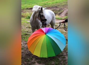 Connemara Mix, Castrone, 10 Anni, 146 cm, Grigio