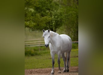 Connemara, Castrone, 11 Anni, 152 cm, Grigio