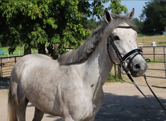 Connemara, Castrone, 13 Anni, 146 cm, Leardo