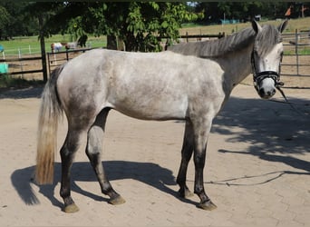 Connemara, Castrone, 13 Anni, 146 cm, Leardo