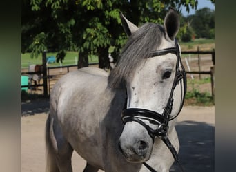 Connemara, Castrone, 13 Anni, 146 cm, Leardo