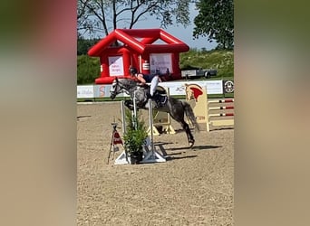 Connemara, Castrone, 13 Anni, 148 cm, Grigio ferro