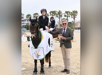 Connemara, Castrone, 13 Anni, 149 cm, Pelle di daino