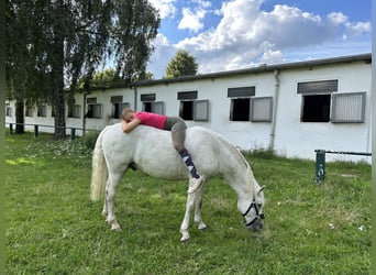 Connemara, Castrone, 13 Anni, 153 cm, Grigio