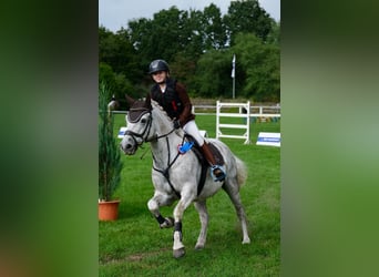 Connemara, Castrone, 13 Anni, 153 cm, Grigio