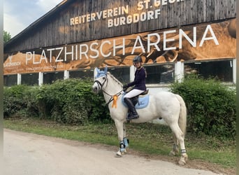 Connemara, Castrone, 13 Anni, 153 cm, Grigio