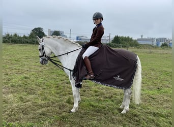 Connemara, Castrone, 13 Anni, 153 cm, Grigio