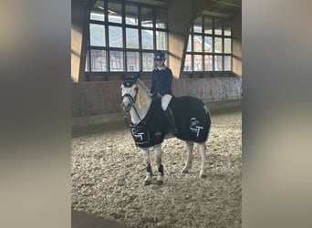 Connemara, Castrone, 13 Anni, 153 cm, Grigio