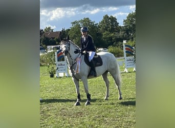 Connemara, Castrone, 13 Anni, 153 cm, Grigio