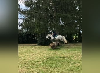 Connemara, Castrone, 14 Anni, 143 cm, Grigio pezzato