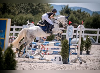 Connemara, Castrone, 14 Anni, 143 cm, Grigio pezzato