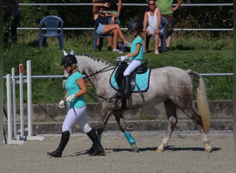 Connemara, Castrone, 14 Anni, 143 cm, Grigio pezzato