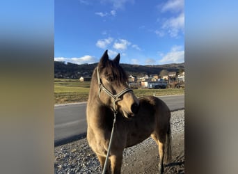 Connemara, Castrone, 14 Anni, 151 cm, Falbo
