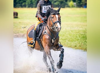 Connemara, Castrone, 15 Anni, 147 cm, Baio ciliegia