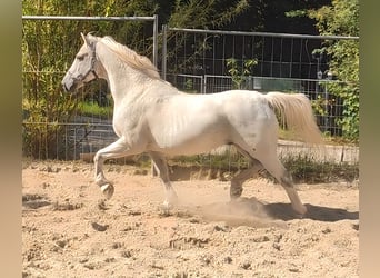 Connemara, Castrone, 15 Anni, 155 cm, Grigio trotinato