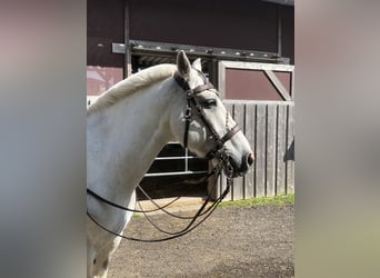 Connemara Mix, Castrone, 15 Anni, 155 cm, Grigio