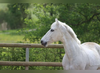 Connemara, Castrone, 16 Anni, 146 cm, Grigio