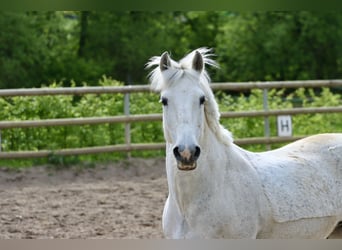 Connemara, Castrone, 16 Anni, 146 cm, Grigio