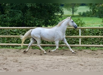 Connemara, Castrone, 16 Anni, 146 cm, Grigio