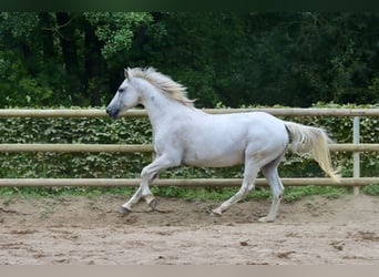 Connemara, Castrone, 16 Anni, 146 cm, Grigio