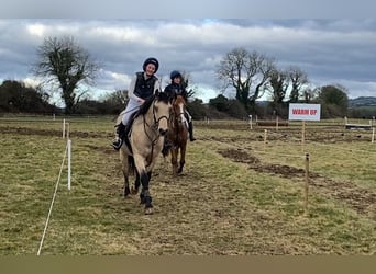 Connemara, Castrone, 16 Anni, 148 cm, Falbo