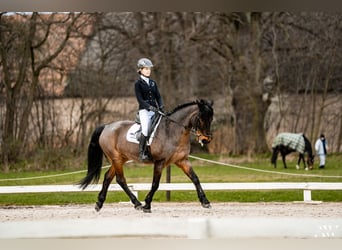 Connemara, Castrone, 16 Anni, 149 cm, Baio nero