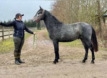 Connemara, Castrone, 2 Anni, 140 cm, Grigio pezzato