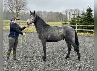 Connemara, Castrone, 2 Anni, 140 cm, Grigio pezzato