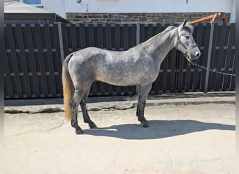 Connemara, Castrone, 3 Anni, 144 cm, Leardo