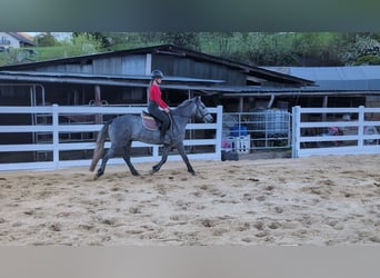 Connemara, Castrone, 3 Anni, 144 cm, Leardo