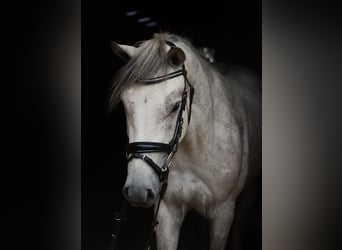 Connemara, Castrone, 3 Anni, 145 cm