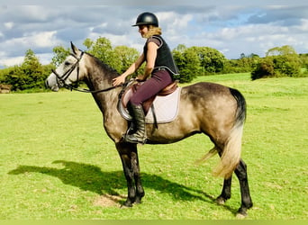 Connemara, Castrone, 3 Anni, 145 cm, Grigio