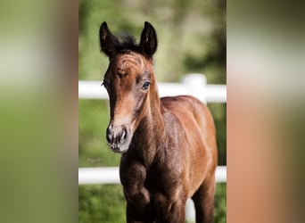 Connemara, Castrone, 3 Anni, 146 cm, Grigio