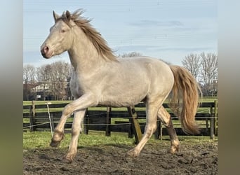 Connemara, Castrone, 3 Anni, 147 cm, Cremello