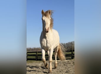 Connemara, Castrone, 3 Anni, 147 cm, Cremello