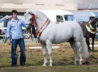 Connemara, Castrone, 3 Anni, 147 cm, Grigio