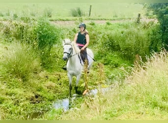 Connemara, Castrone, 3 Anni, 148 cm, Grigio