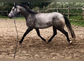 Connemara, Castrone, 3 Anni, 148 cm, Grigio