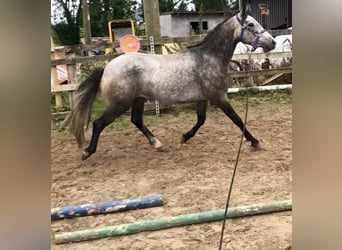 Connemara, Castrone, 3 Anni, 148 cm, Grigio